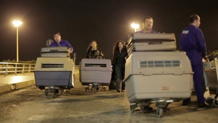  BETA Launches New Program To Send Lebanese Dogs Abroad,Facing Low Local Adoption Rates